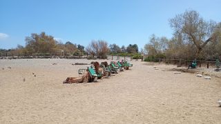 GC-Camello Safari (Maspalomas)-18.jpg